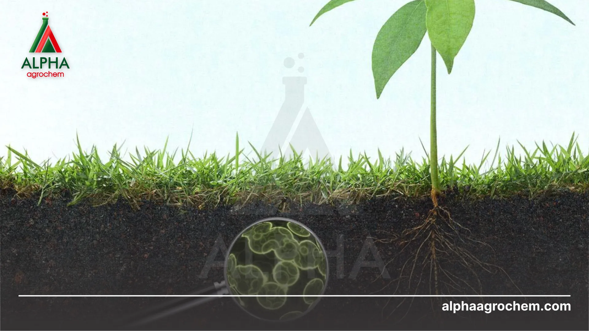 Vai trò của PBHCVS