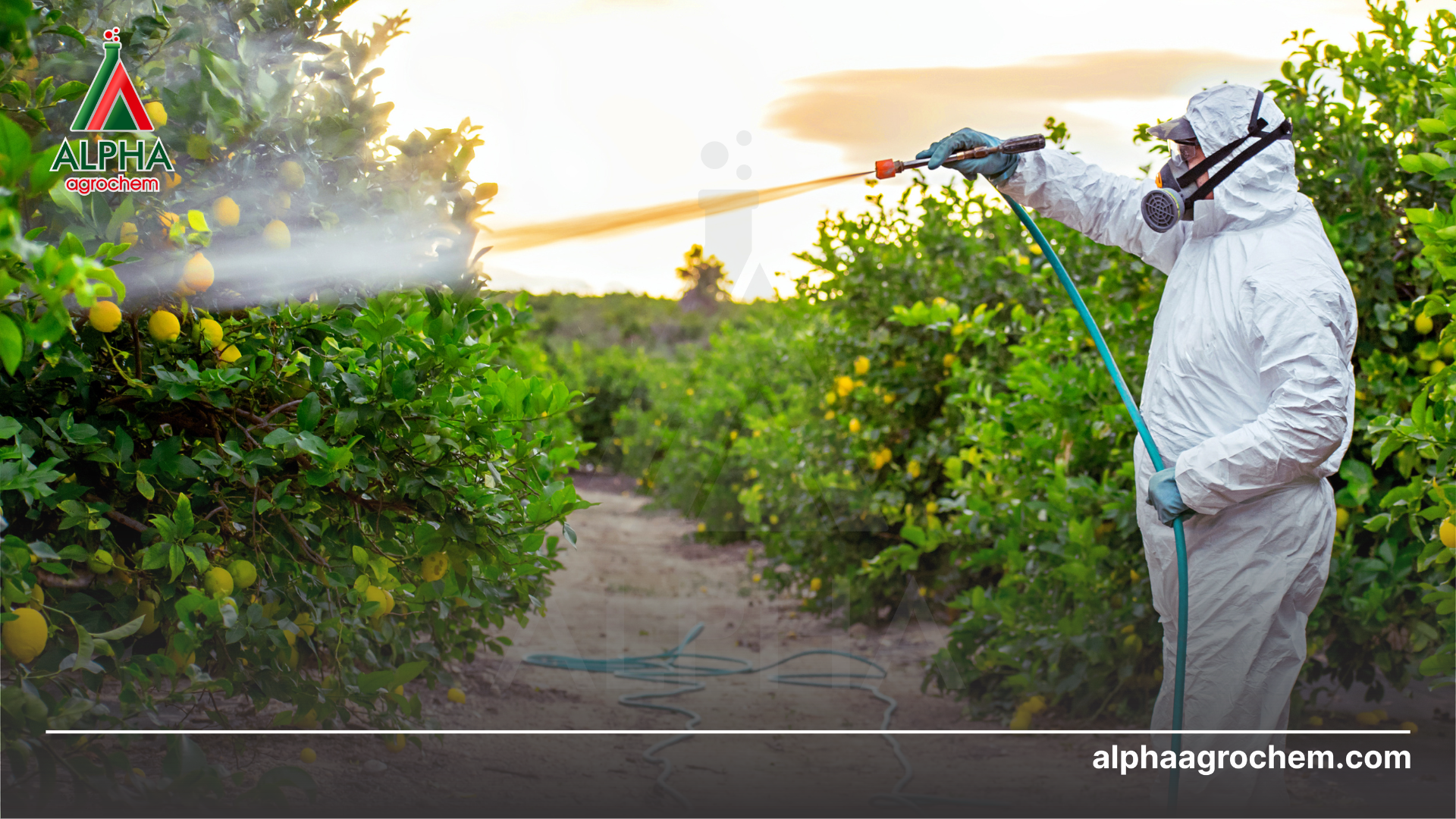 Vì sao cần sử dụng thuốc trừ bệnh đúng cách