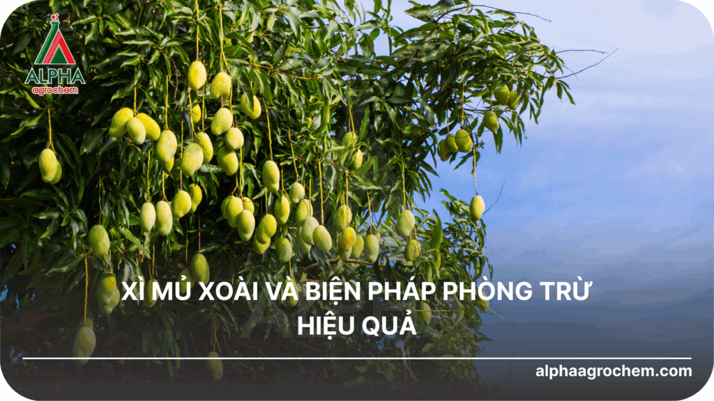 Xì mủ xoài và biện pháp phòng trừ