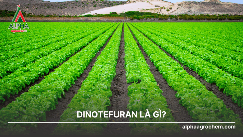 Dinotefuran là gì?