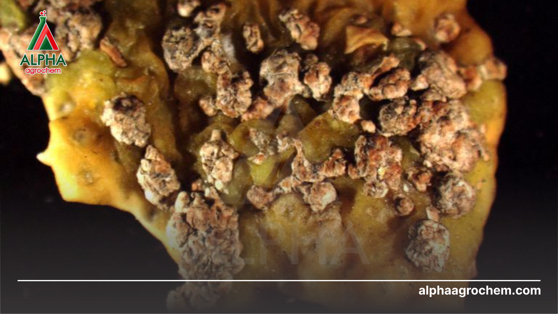 Bệnh ghẻ sẹo là gì?