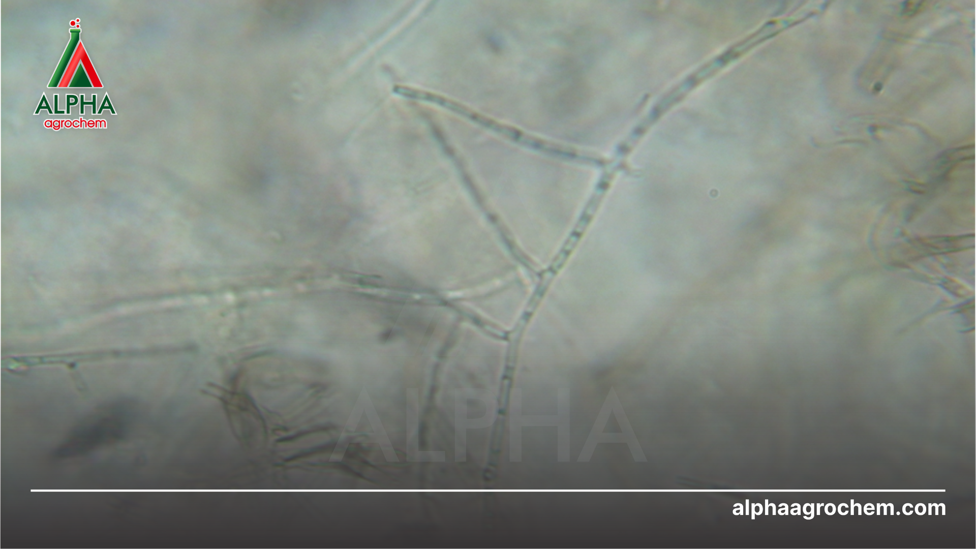 Nguyên nhân bệnh khô vằn là gì?