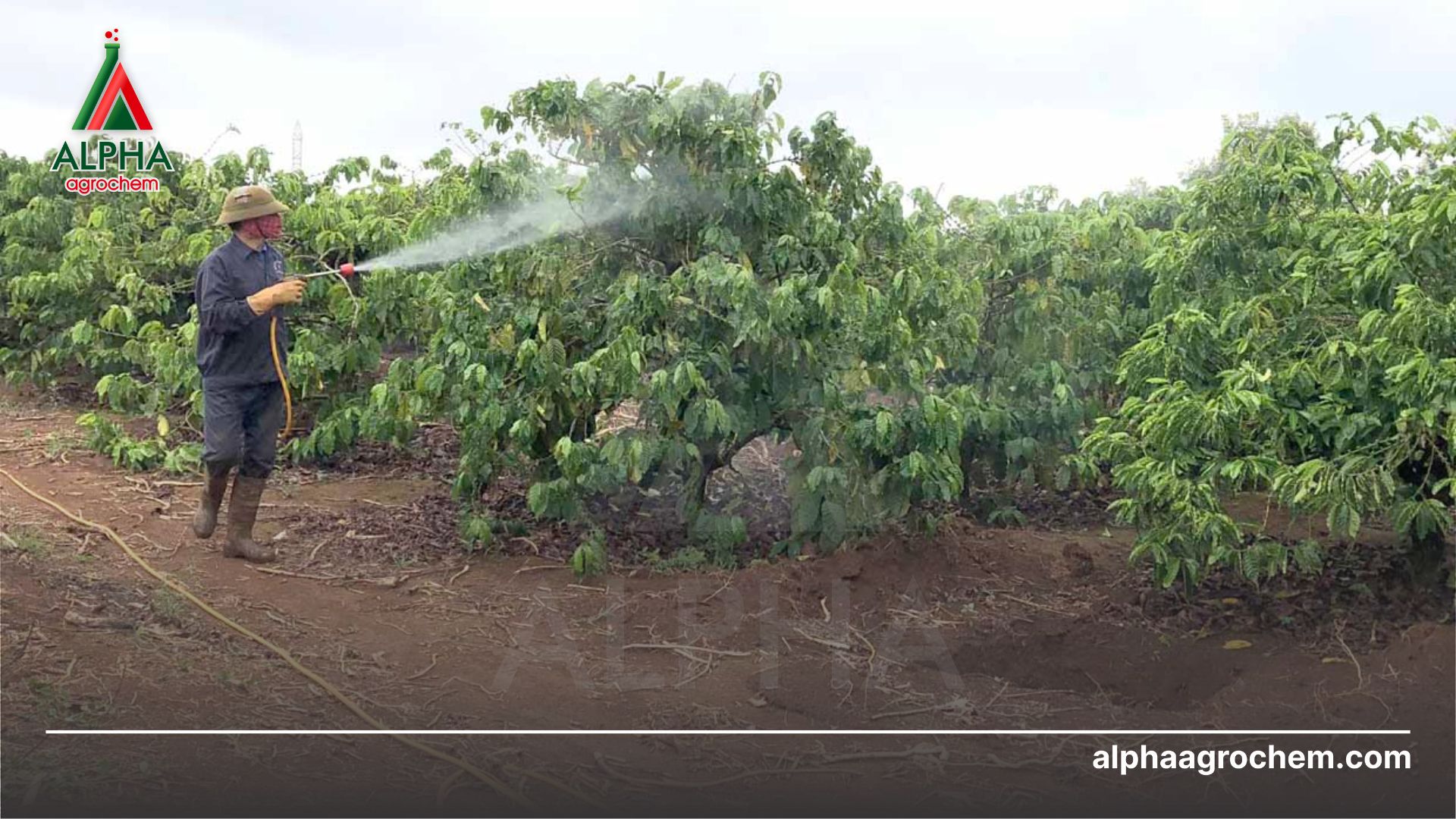 Biện pháp phòng trừ 