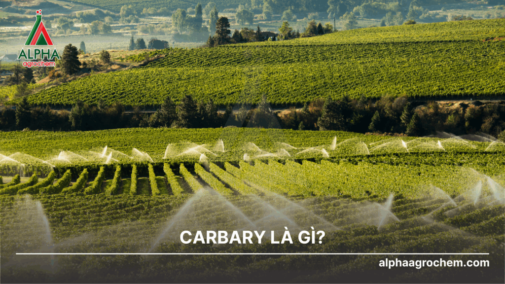Carbaryl là gì?