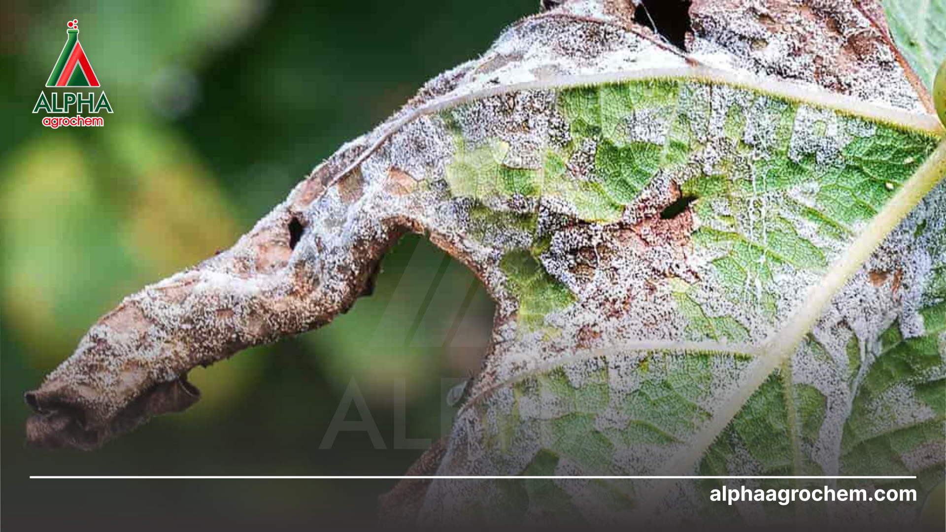 Câu hỏi thường gặp 