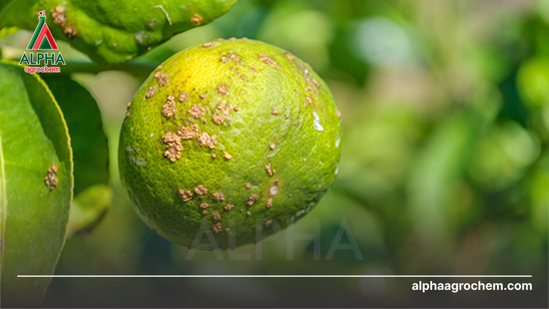 Câu hỏi thường gặp 