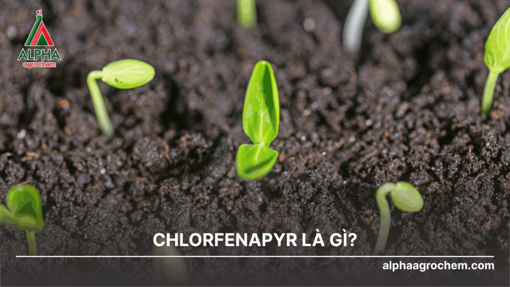 Chlorfenapyr là gì?