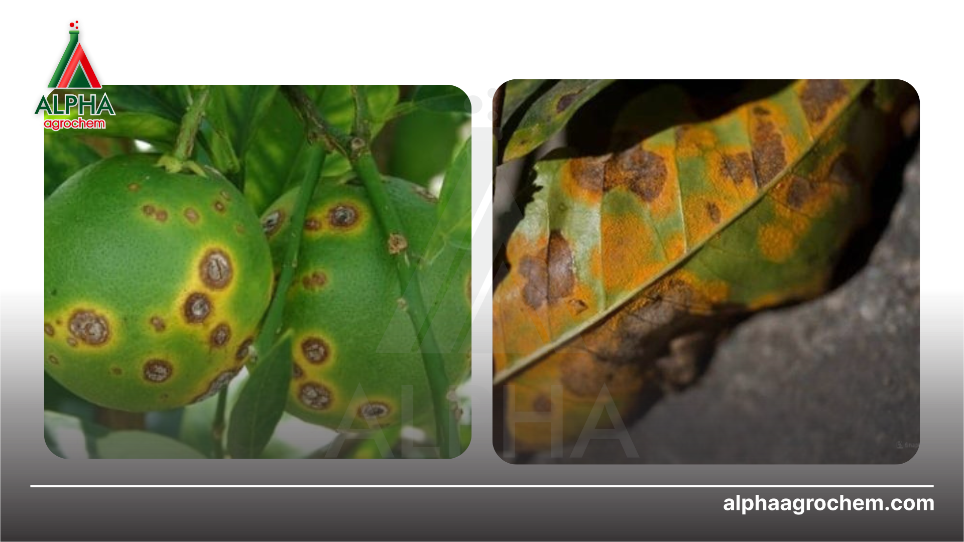 Công dụng Copper Oxychloride 