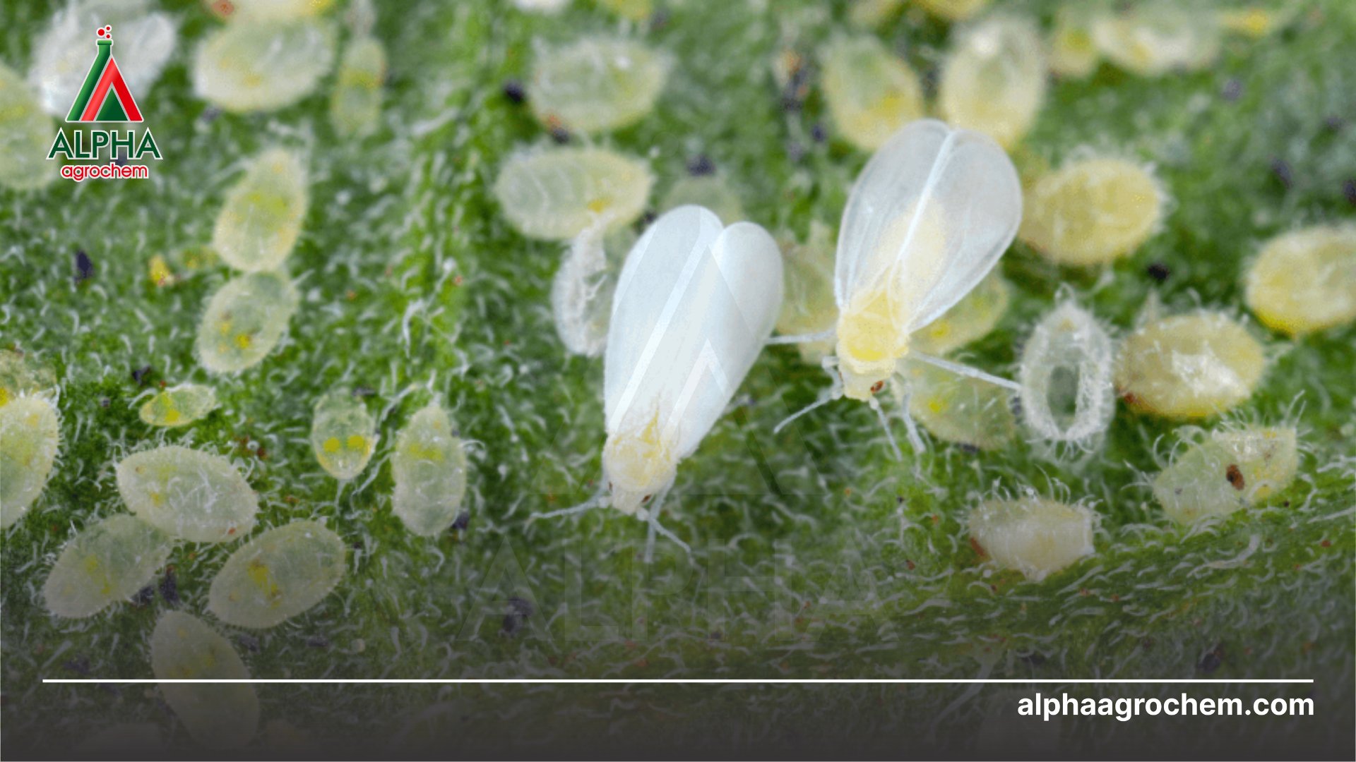 Công dụng Dinotefuran