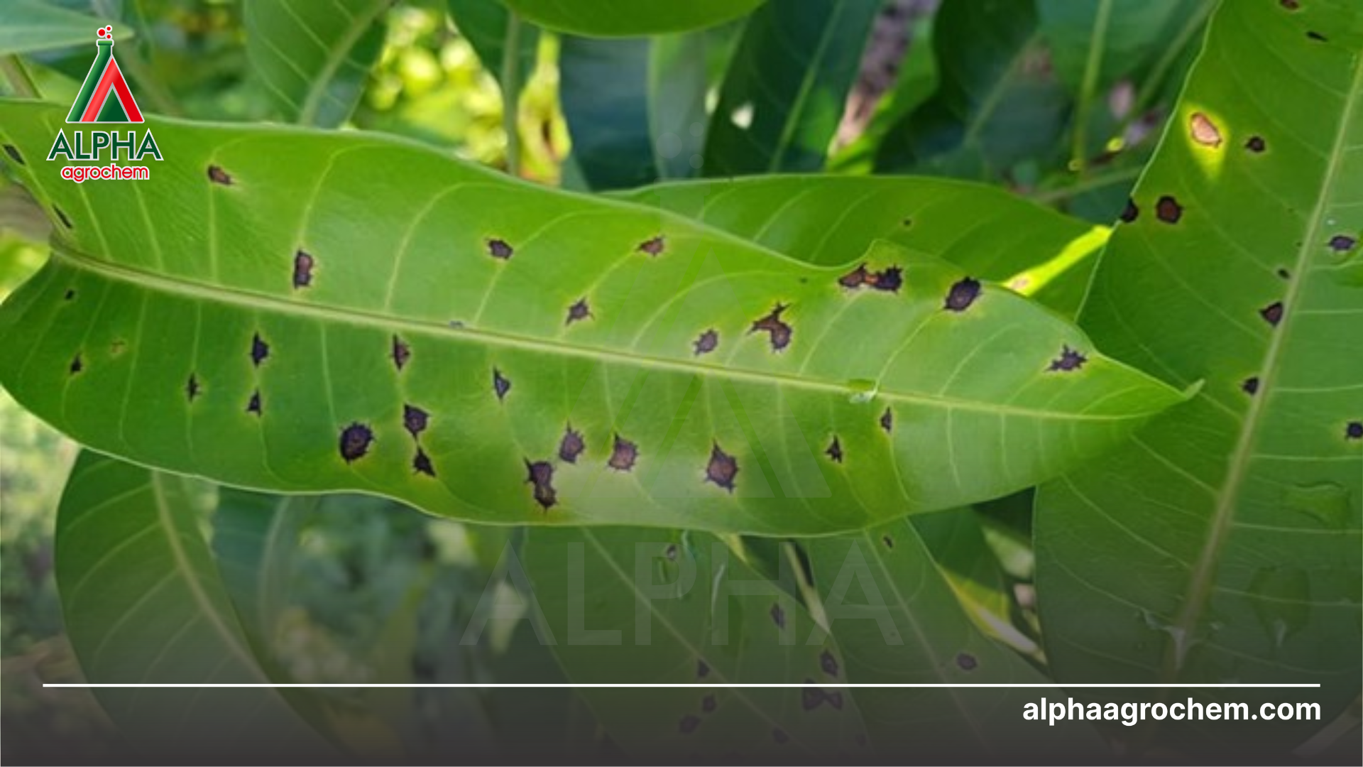 Công dụng Mancozeb