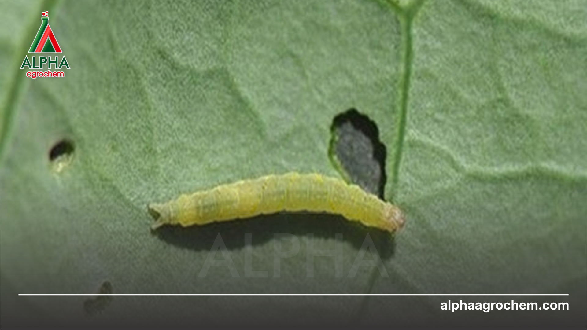 Công dụng Rotenone