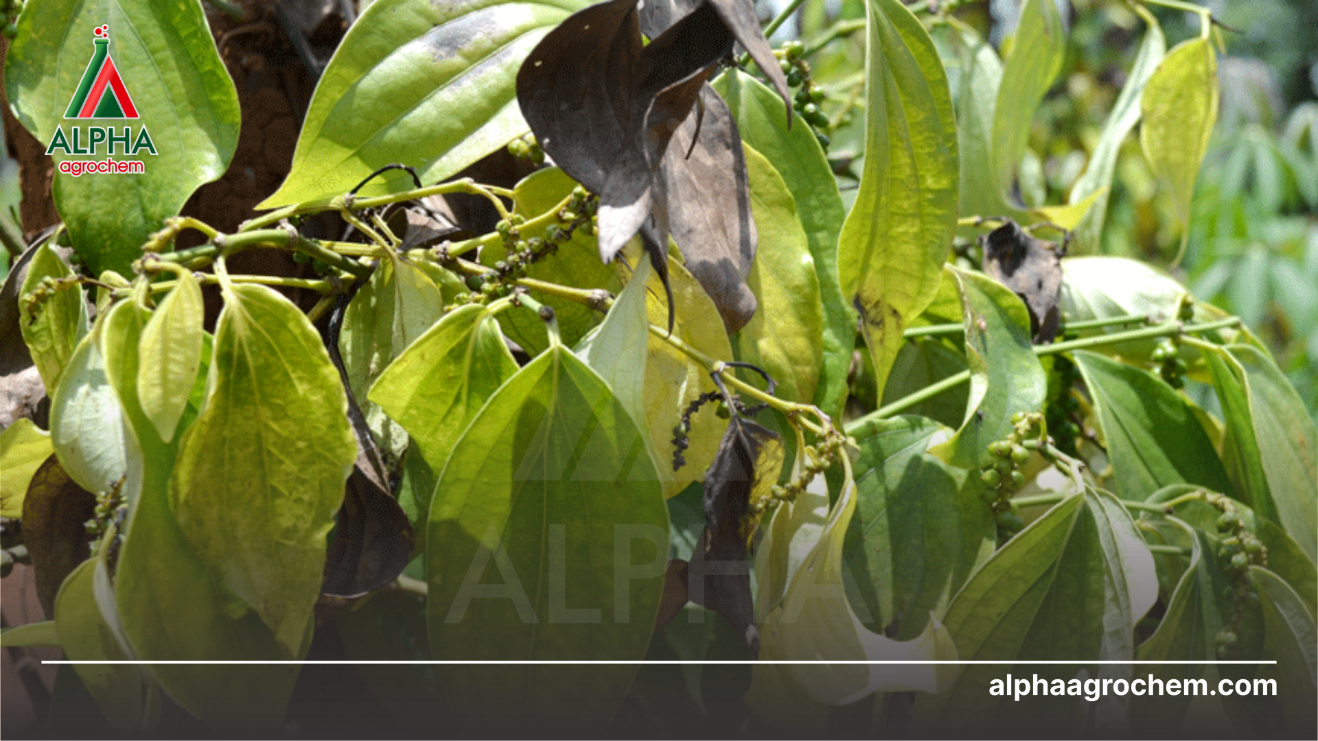 Công dụng Trichoderma 