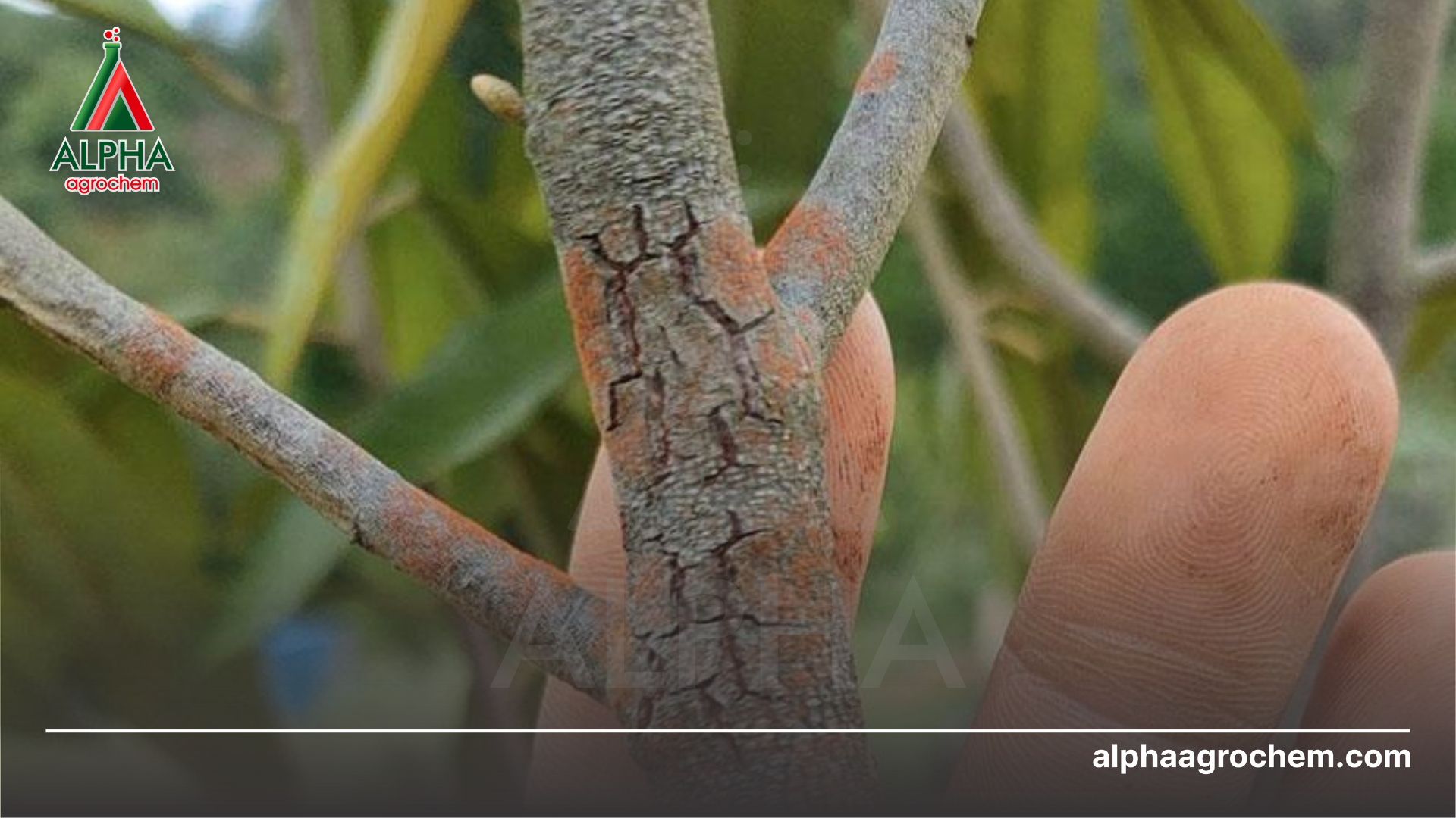 Công dụng Validamycin