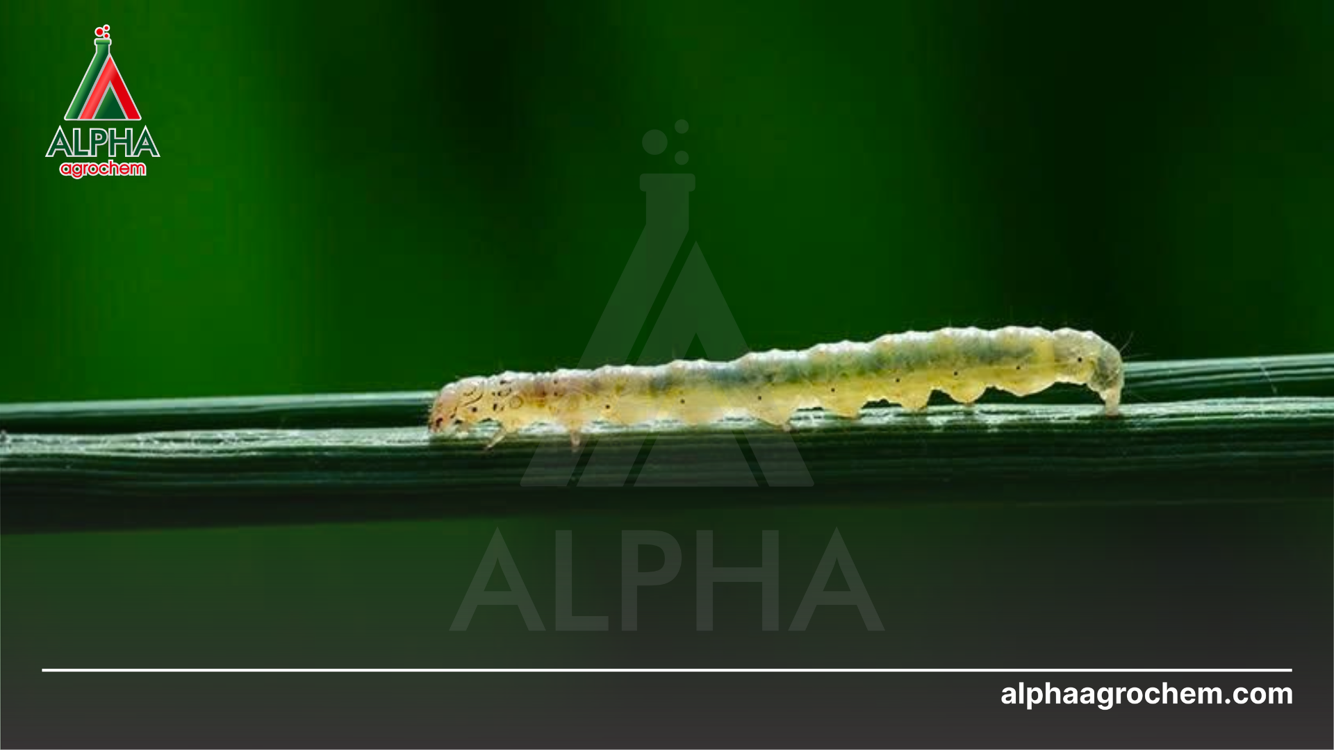 Đặc điểm của thuốc trừ sâu sinh học