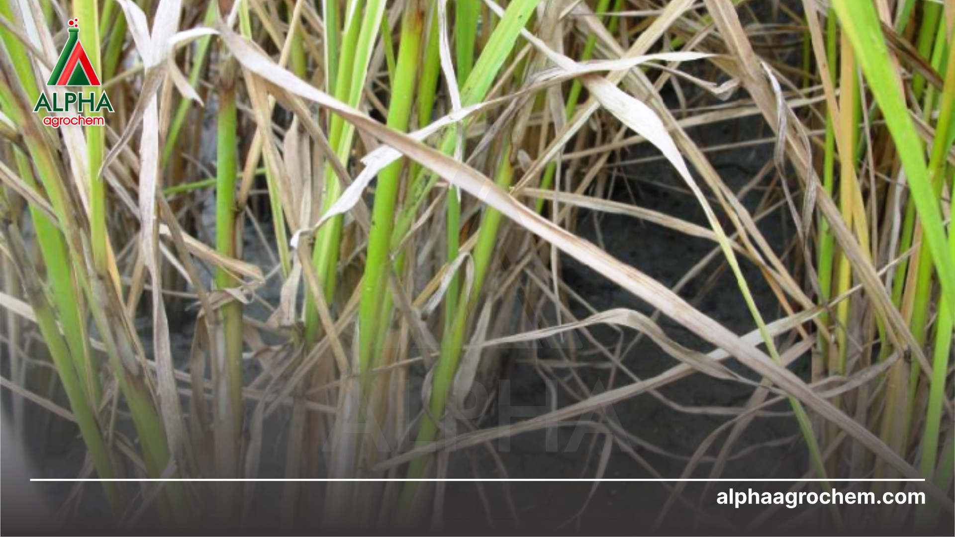 Dấu hiệu nhận biết bệnh khô vằn 