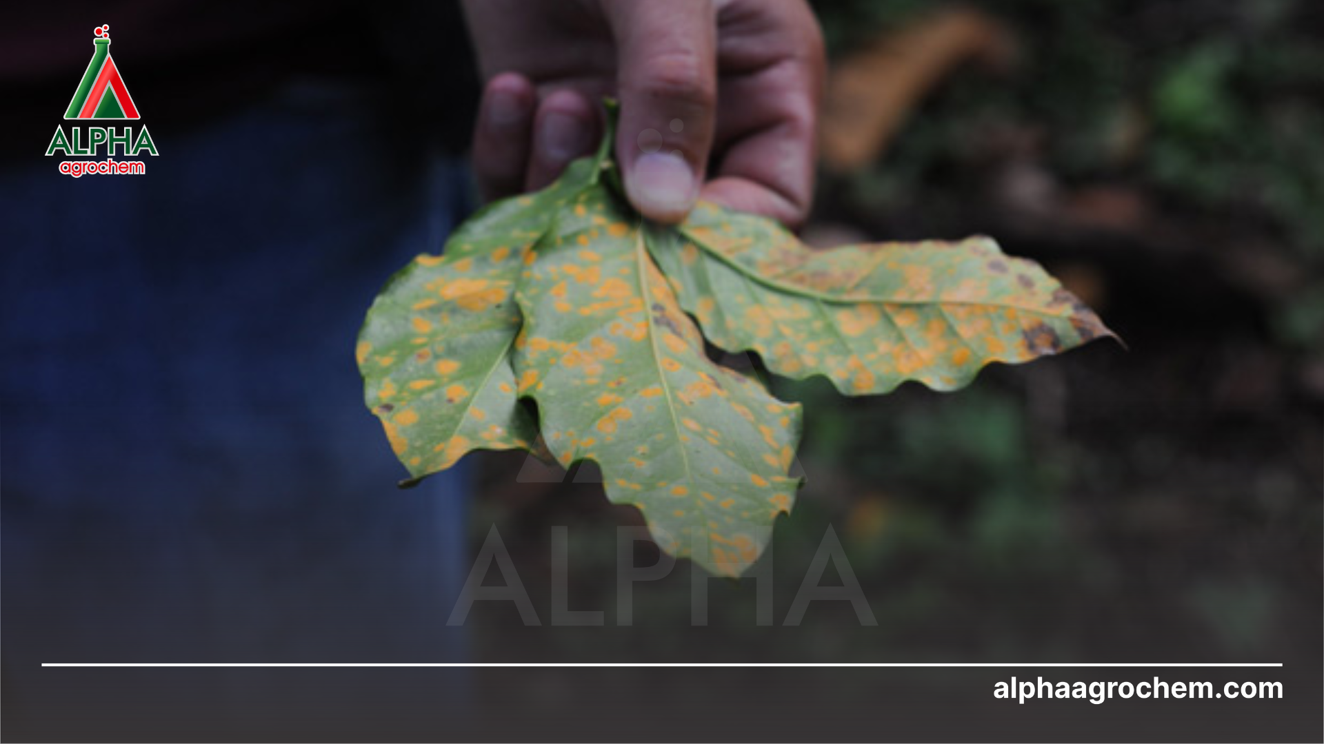 Dấu hiệu nhận biết bệnh rỉ sắt 