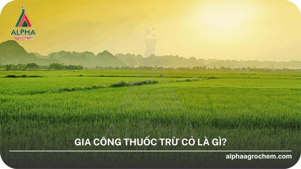 gia công thuốc trừ cỏ