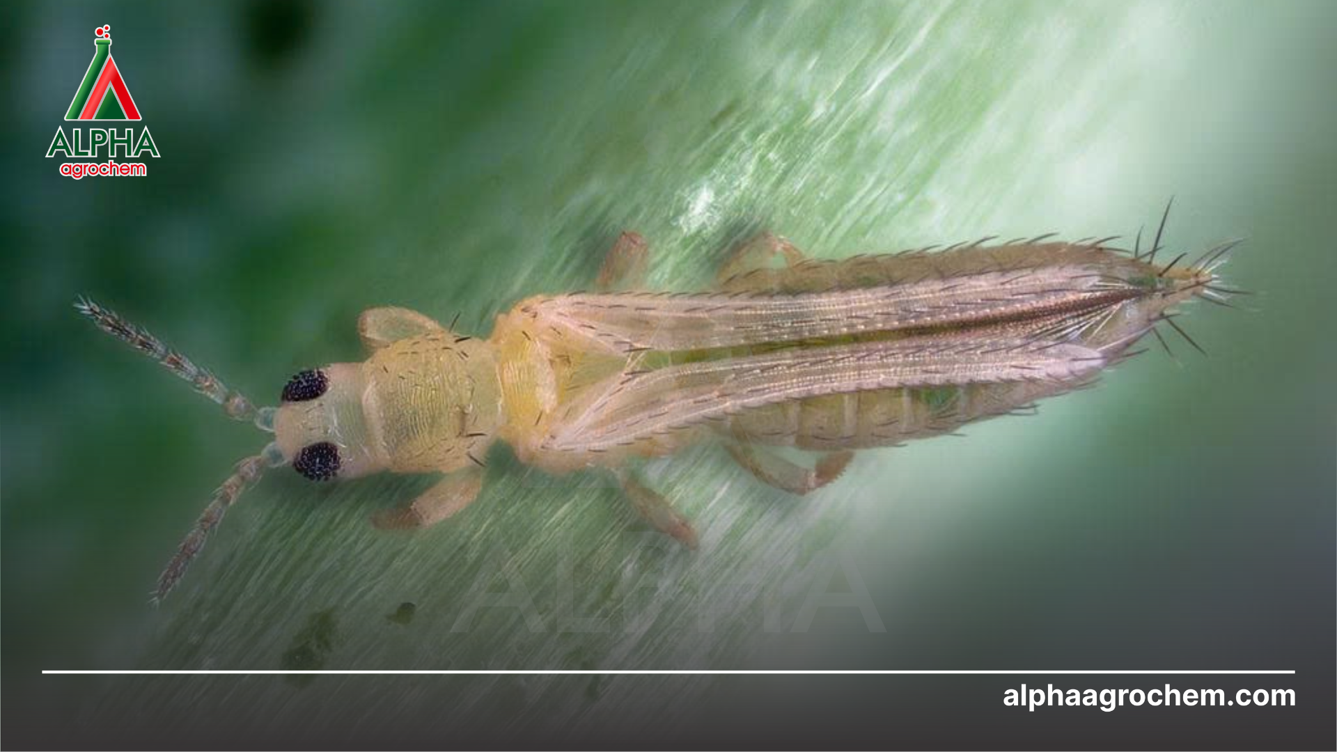 Giới thiệu chung