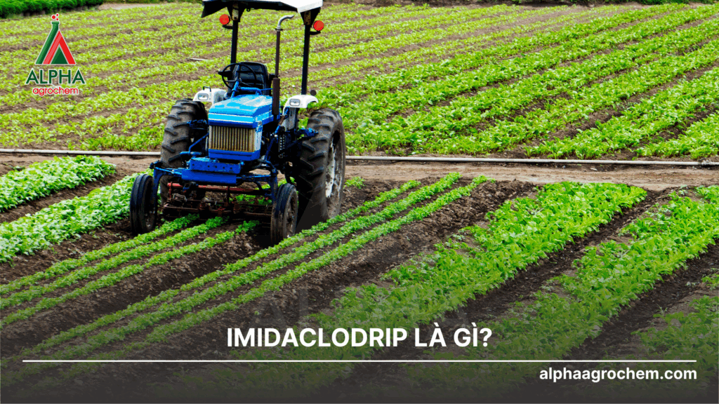 Imidacloprid là gì