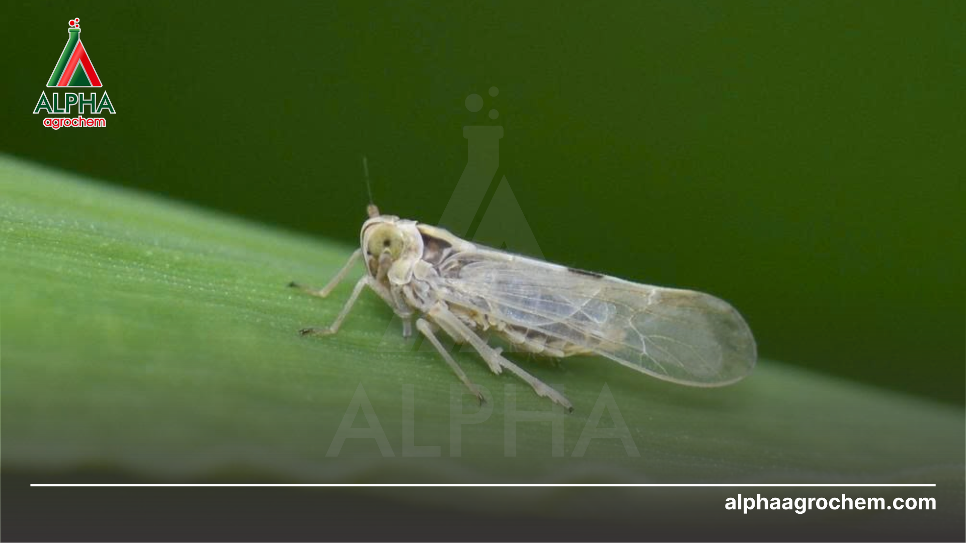 Lợi ích của thuốc trừ sâu sinh học