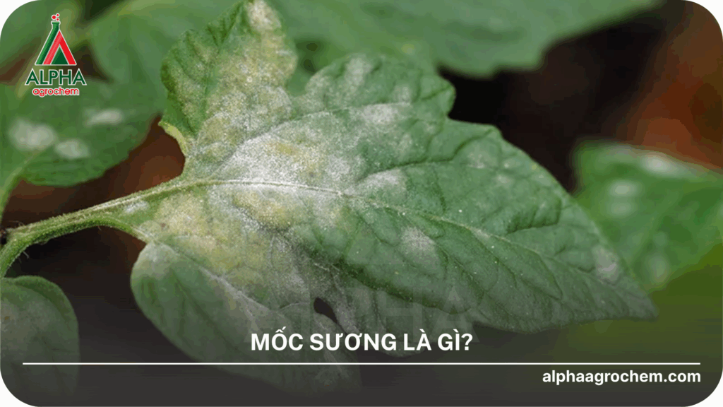 Mốc sương là gì