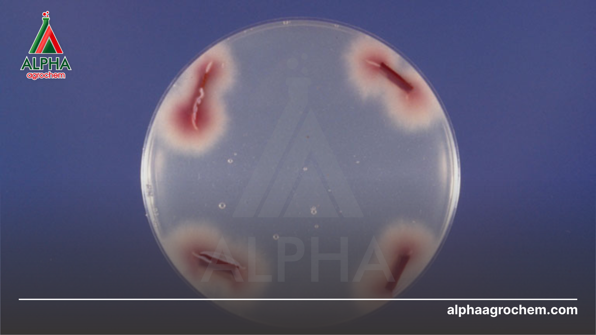 Nguyên nhân gây bệnh héo rũ