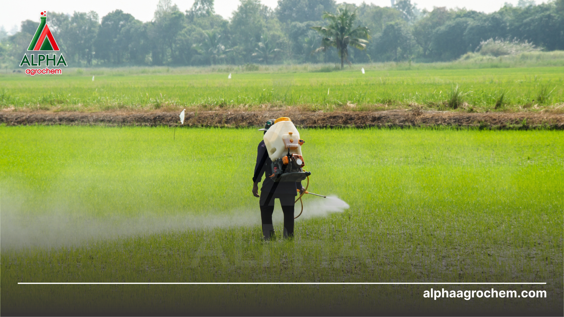 Phân loại thuốc bvtv 