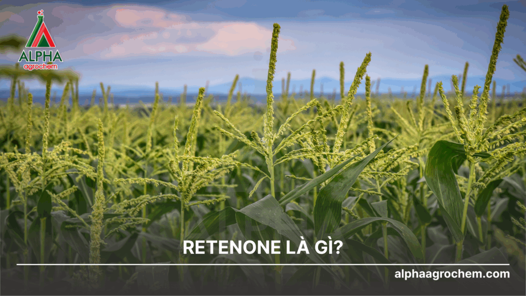 Rotenone là gì?