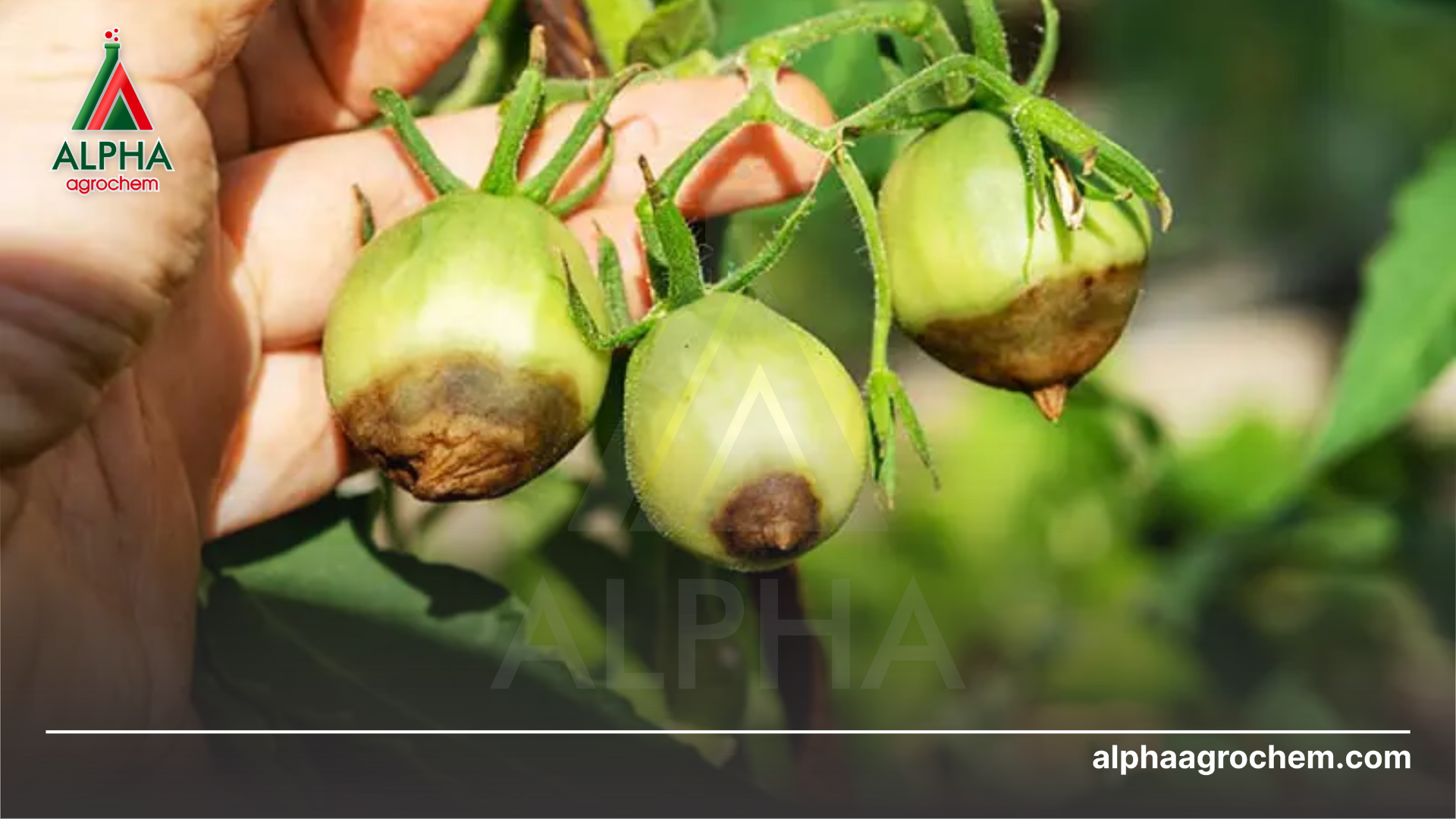 Tác hại bệnh mốc sương 