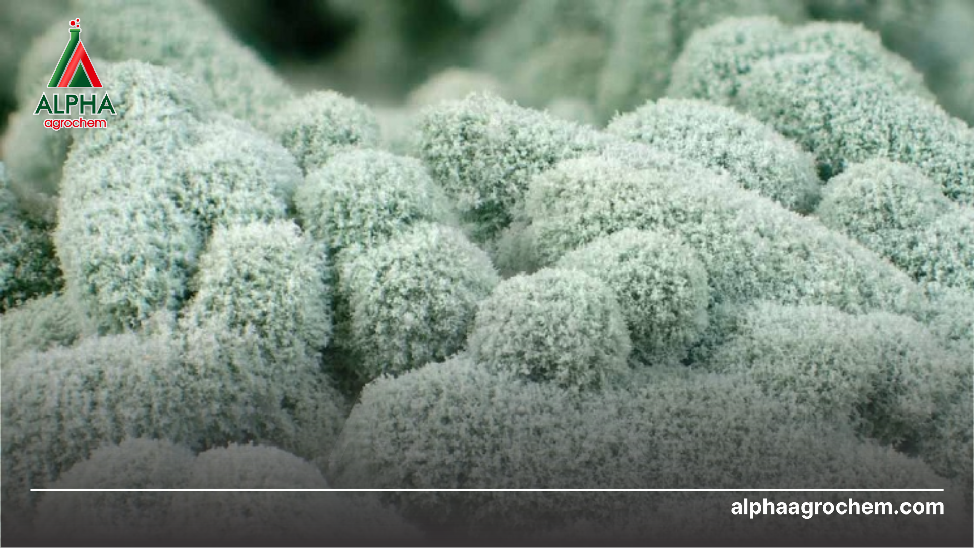 Thông tin Trichoderma 