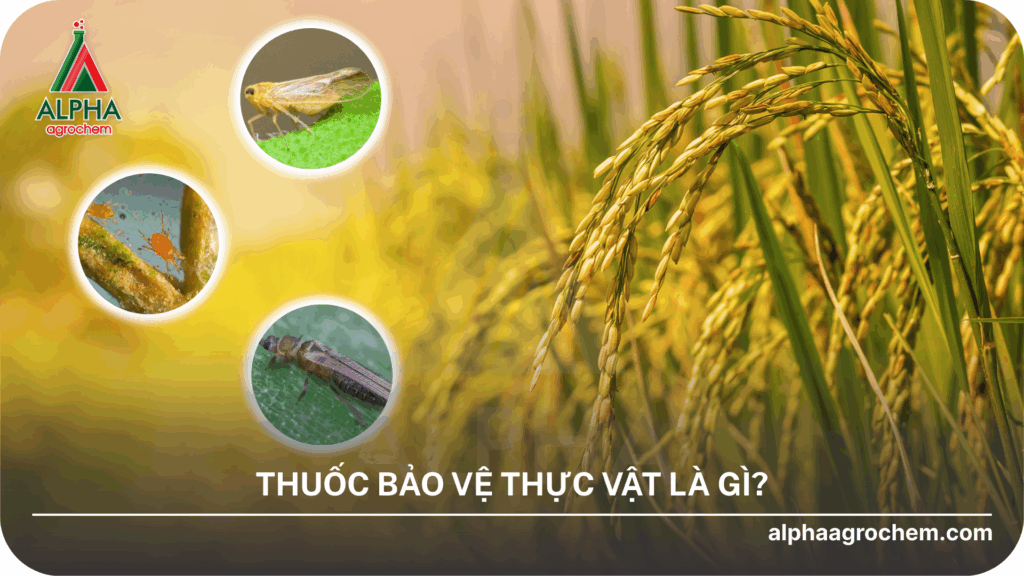 Thuốc bvtv là gì