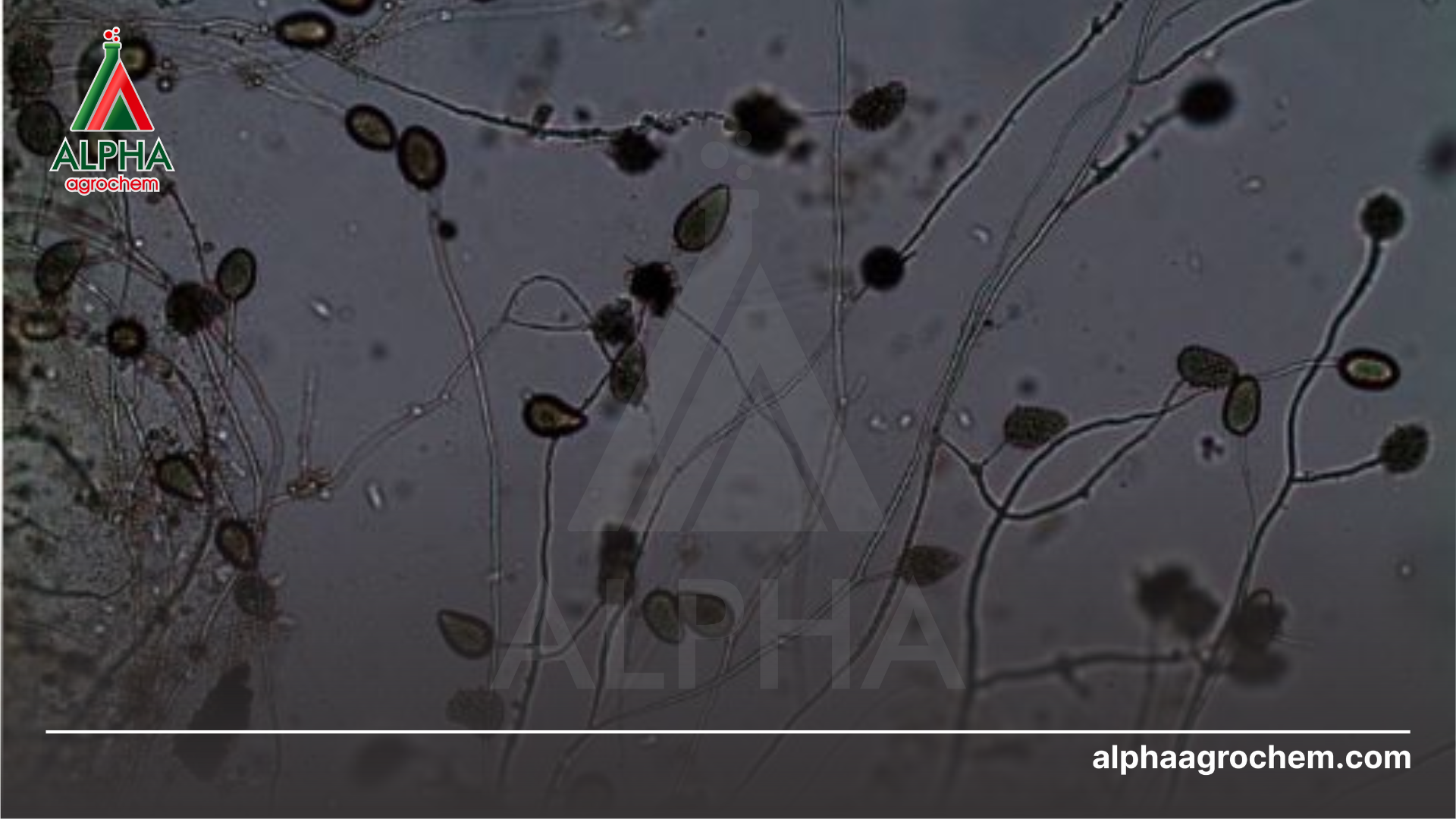 Tìm hiểu về bệnh mốc sương 