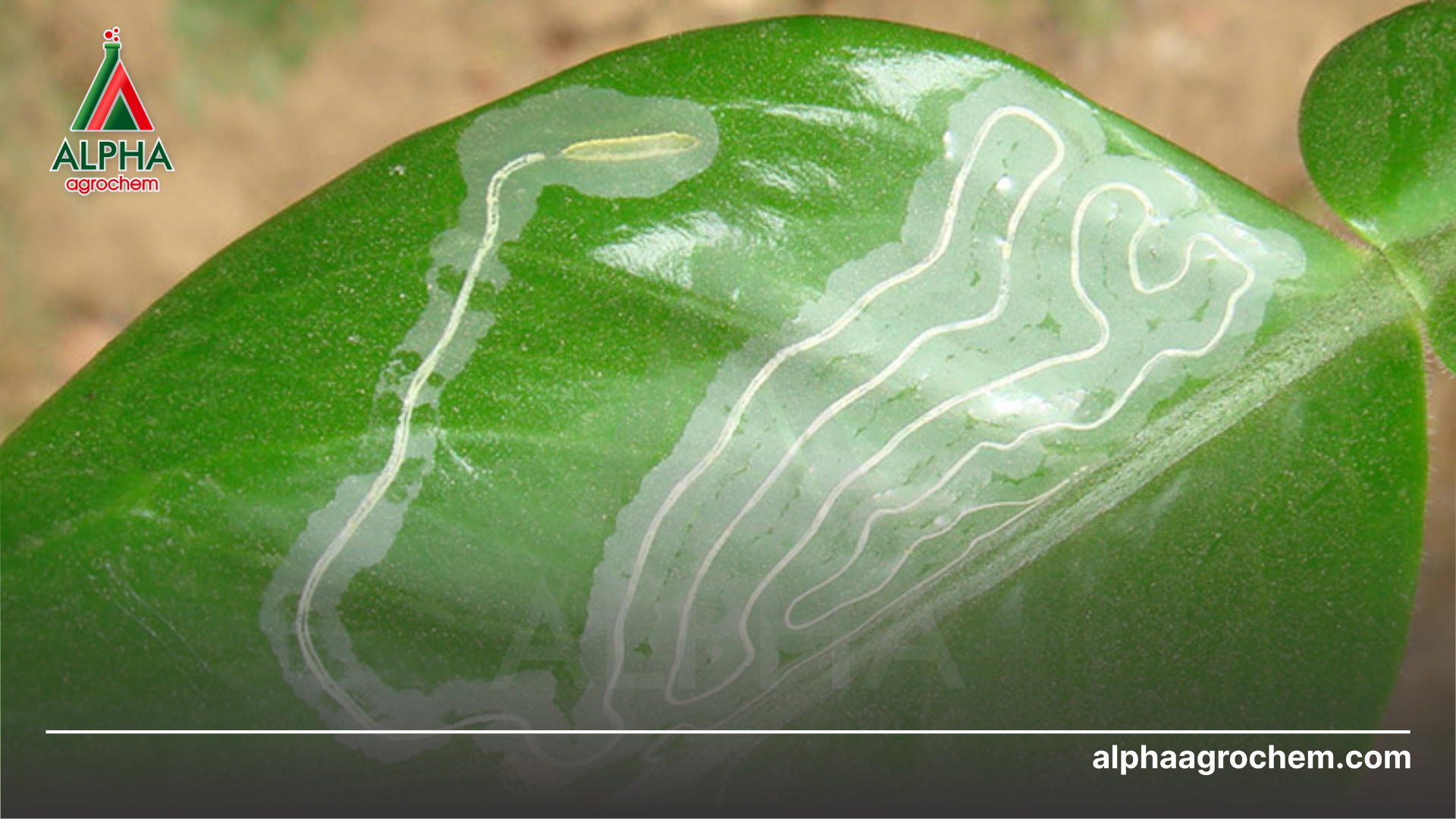 Ưu điểm Dinotefuran