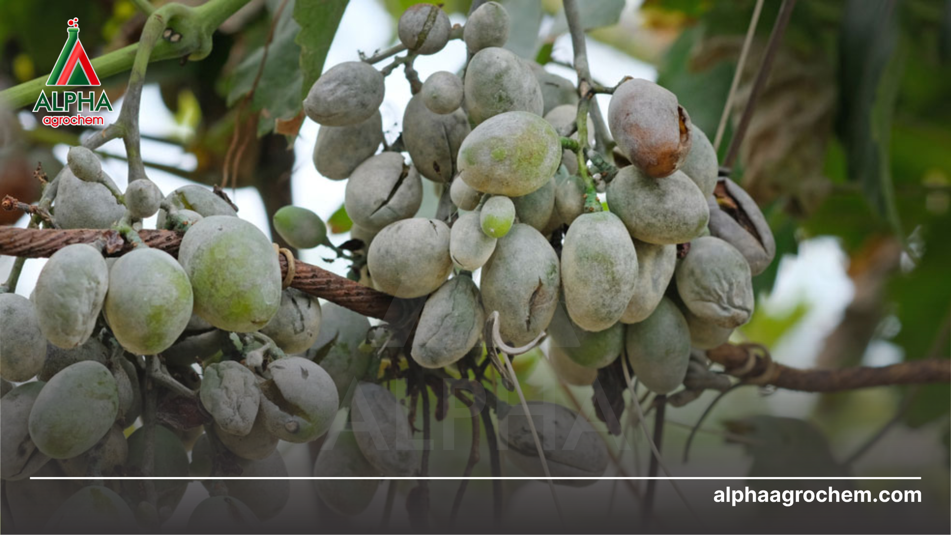 Ưu điểm Mancozeb