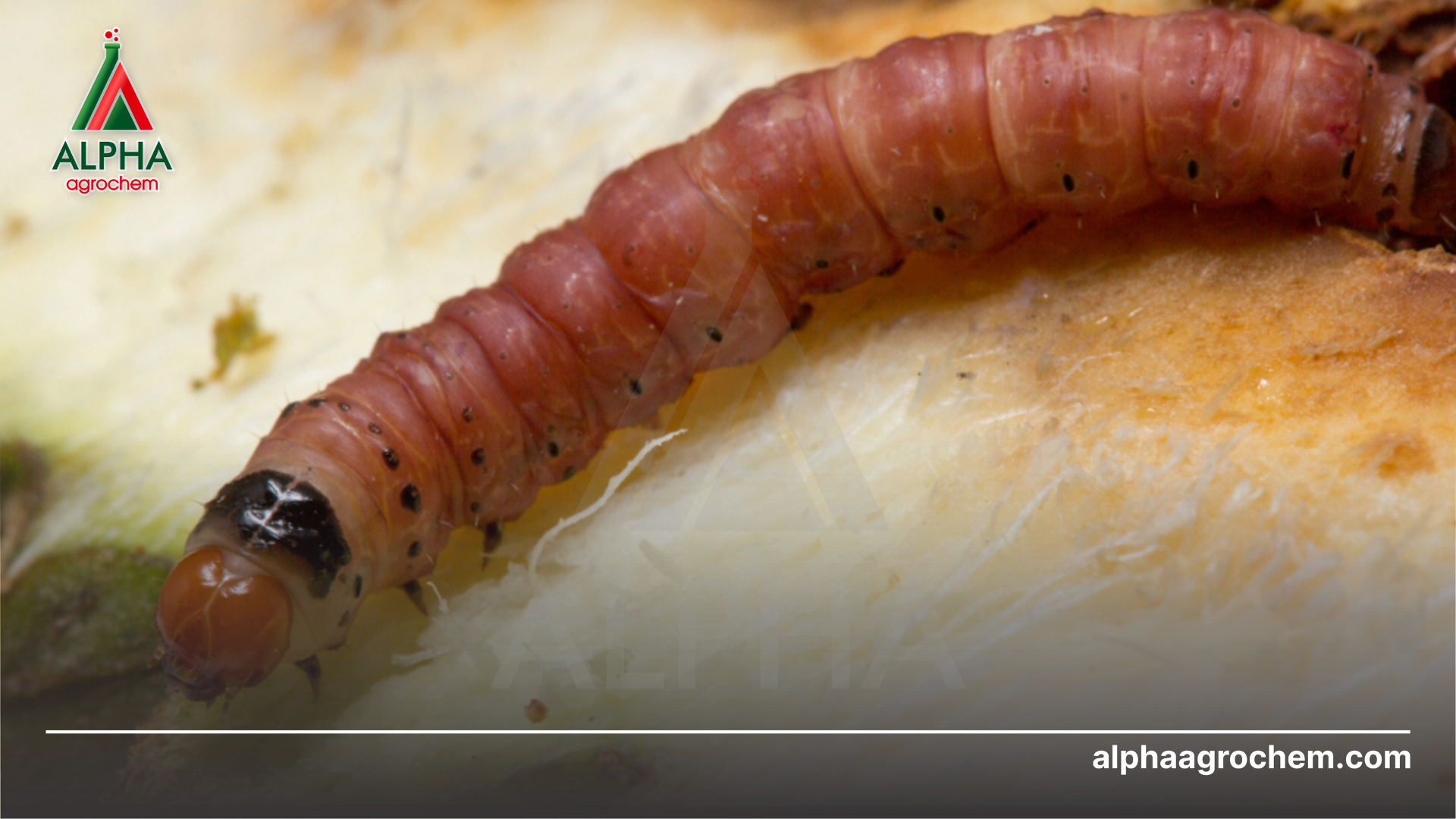 Ưu điểm Rotenone