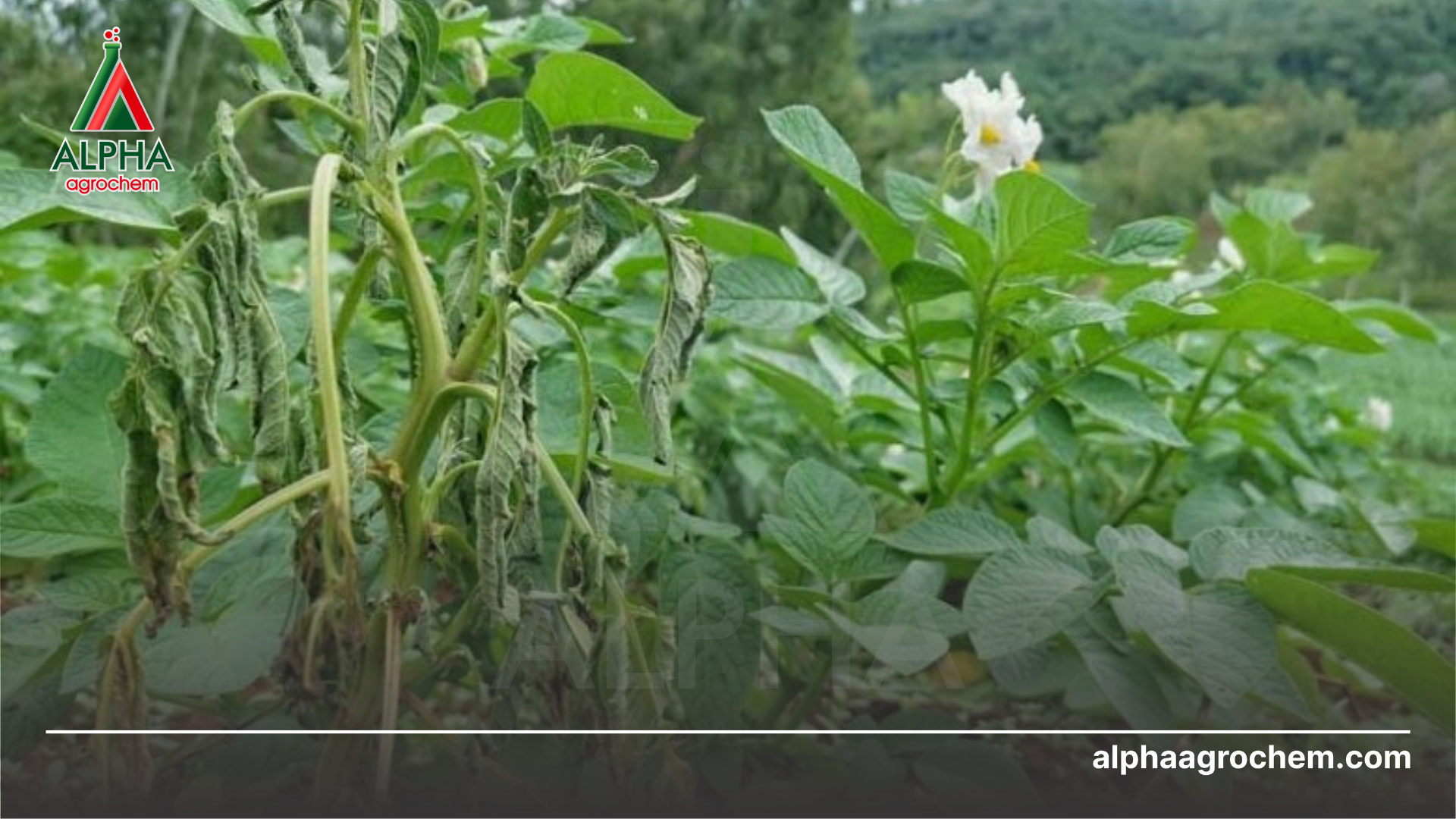 Ưu điểm Trichoderma 