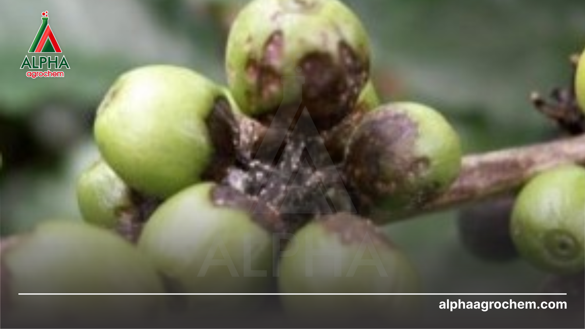 Ưu điểm Validamycin