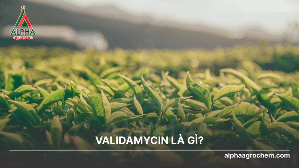 Validamycin là gì