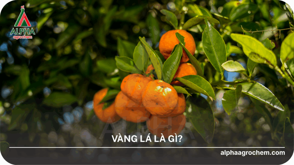 Vàng lá là gì