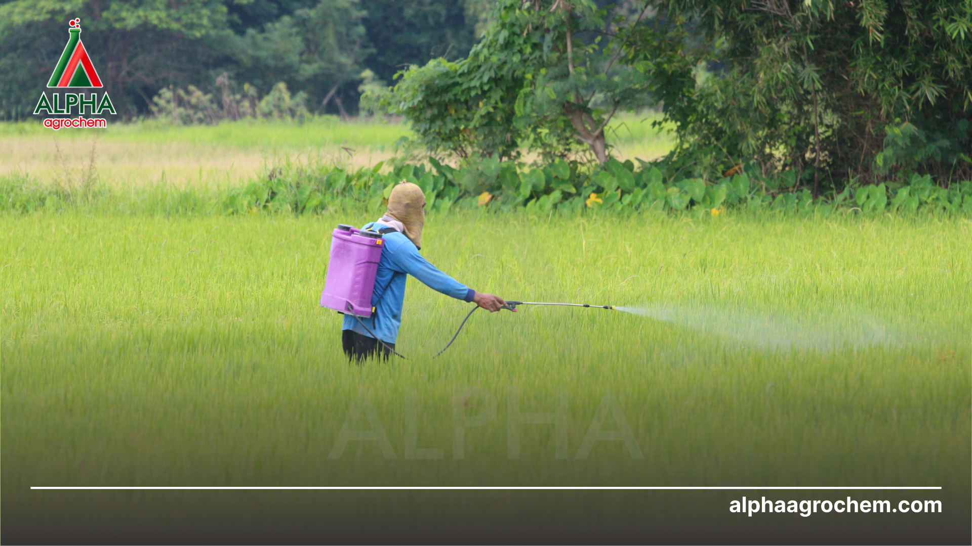 Cách sử dụng và bảo quản thuốc dạng SC