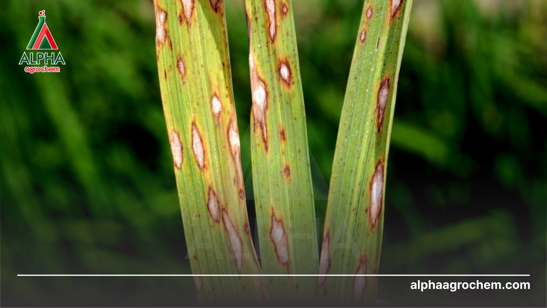 Sử dụng thuốc dạng SC khi nào?