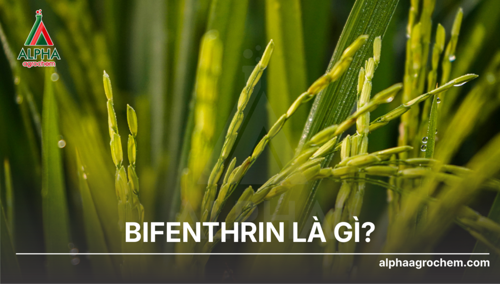 Bifenthrin