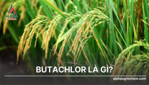 Butachlor
