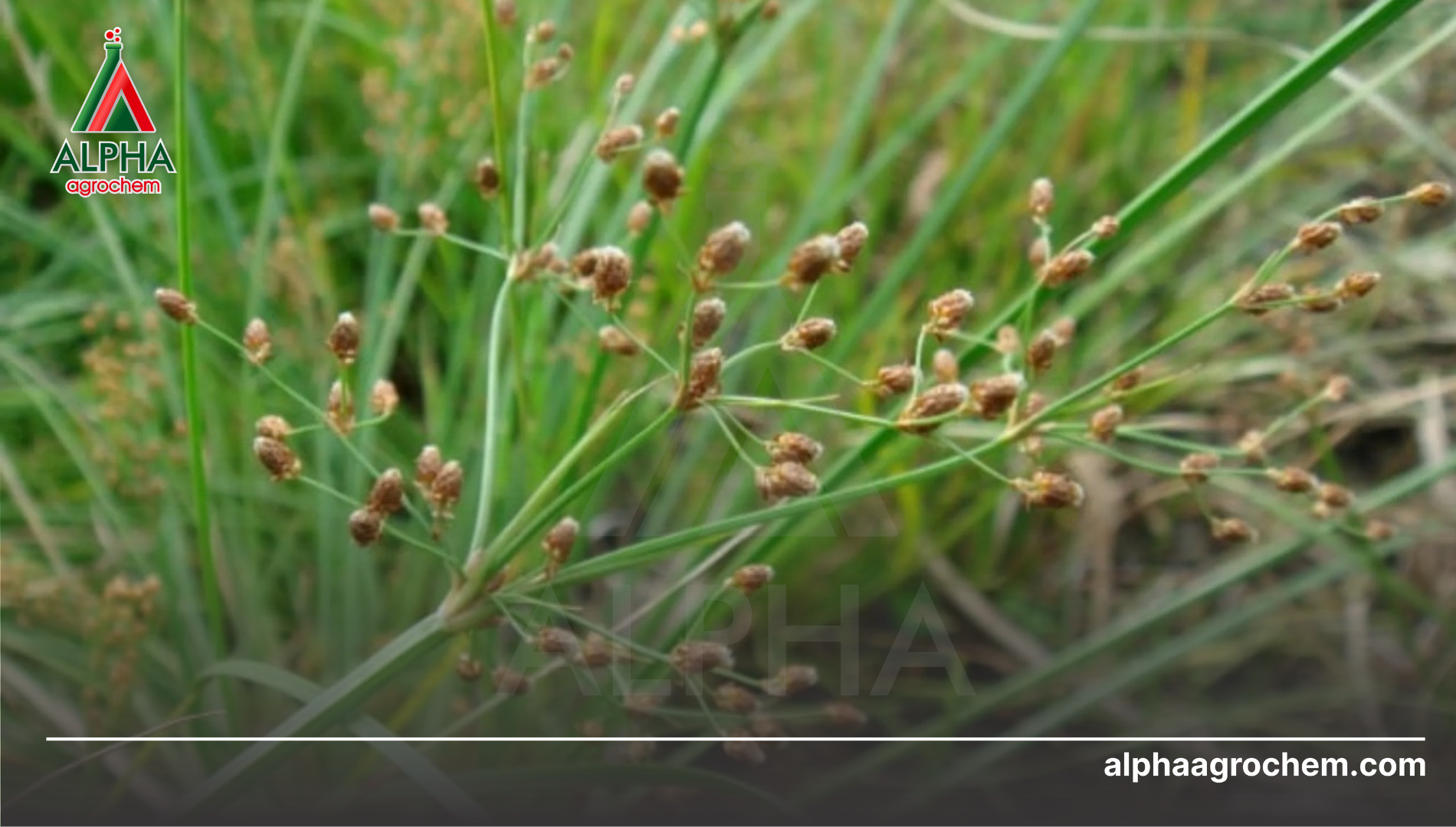 Câu hỏi thường gặp (FAQ)