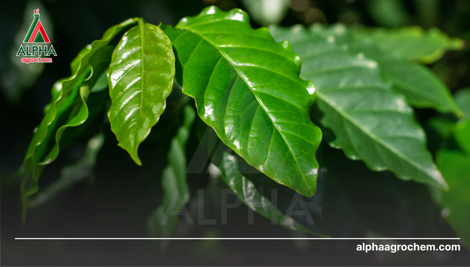 Câu hỏi thường gặp 