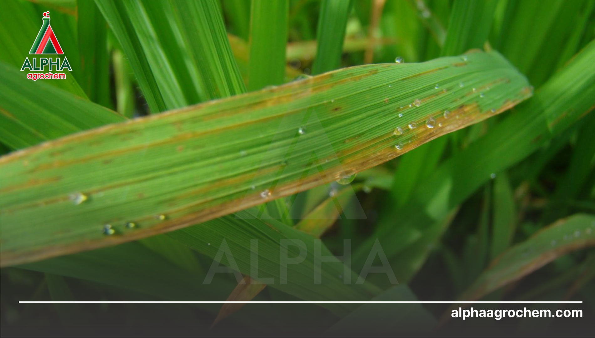 Câu hỏi thường gặp