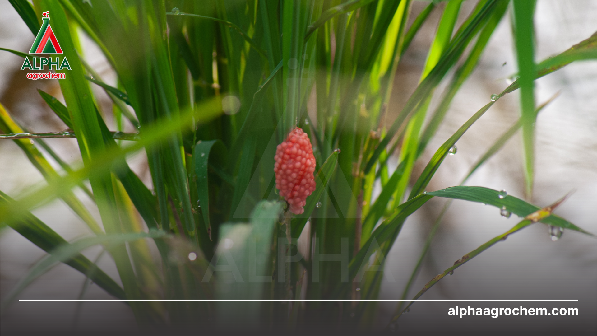 Câu hỏi thường gặp