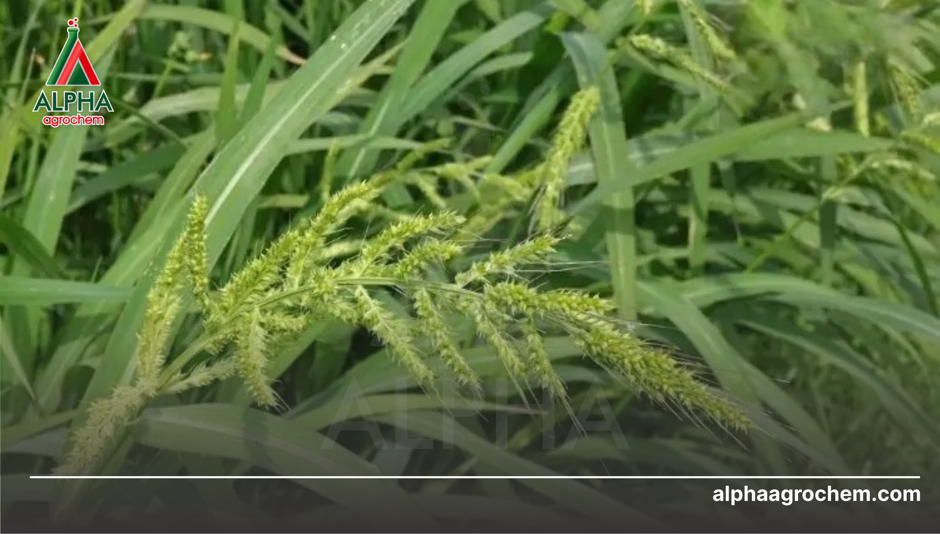 Câu hỏi thường gặp (FAQ)