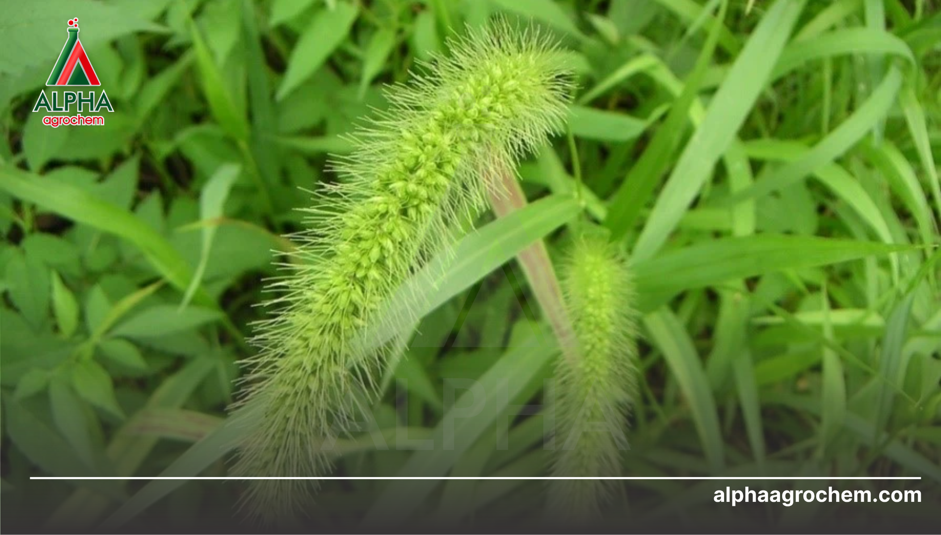 Câu hỏi thường gặp (FAQ)