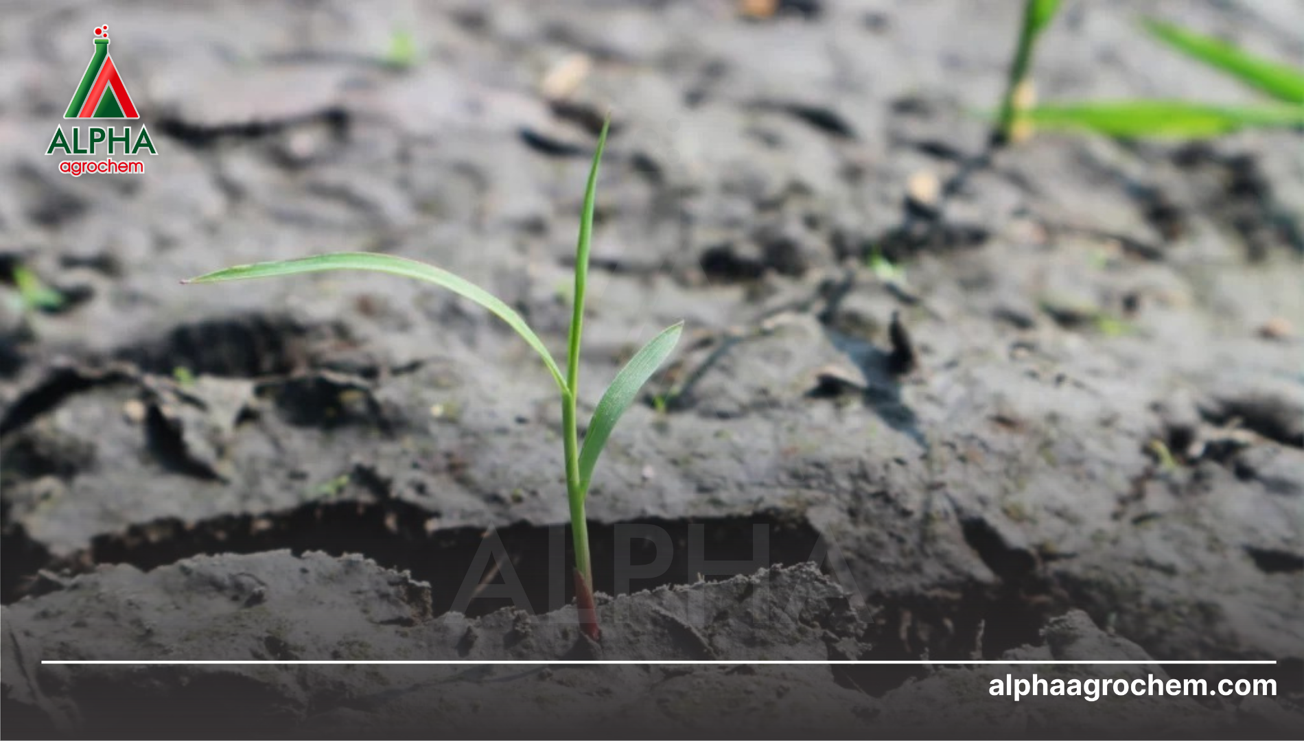 Câu hỏi thường gặp (FAQ)